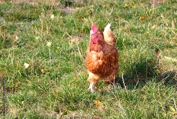 Obraz braunes Huhn rennt