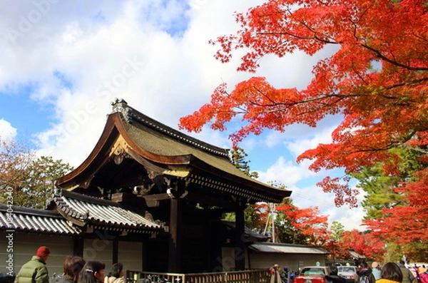 Fototapeta 京都の紅葉