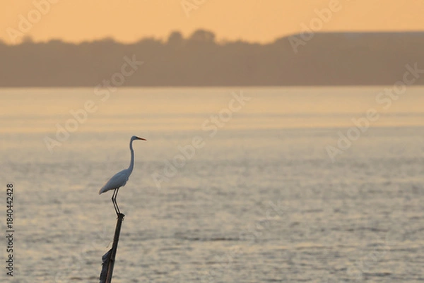 Obraz Egret perched on a wooden pole during sunset.