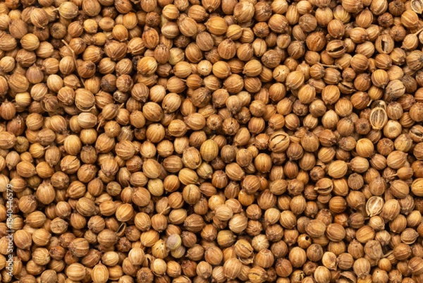 Fototapeta Pile of coriander seeds for background and texture. Top view