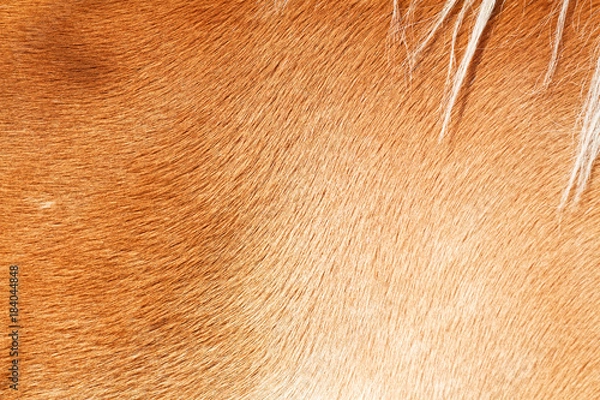 Obraz Brown horse fur background