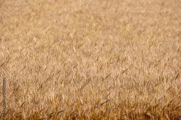 Obraz 背景素材　小麦畑