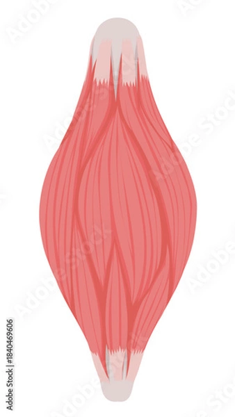 Obraz 筋肉繊維のイラスト素材
