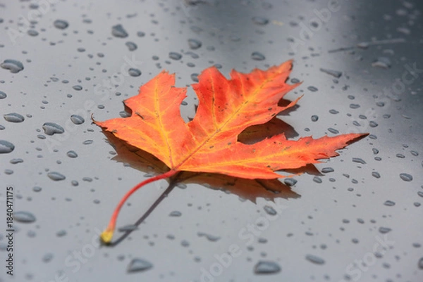 Obraz autumn maple leaf on wet surface