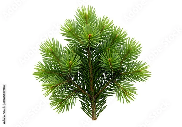 Obraz christmas tree branch isolated on white background