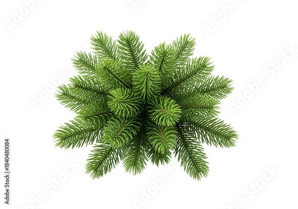 Obraz christmas tree branch isolated on white background