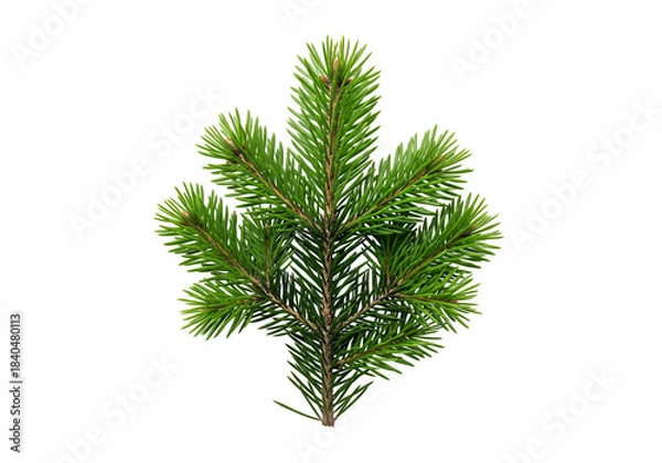 Obraz christmas tree isolated on white