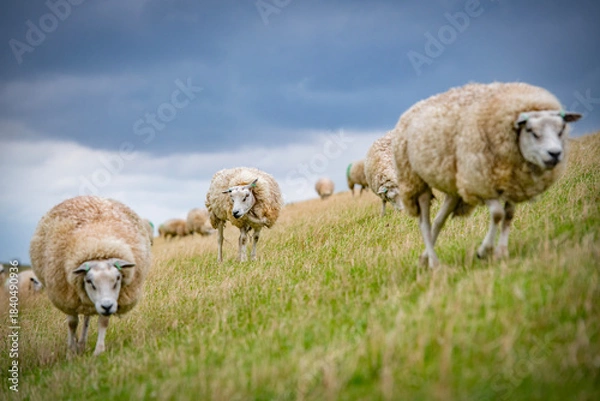 Obraz Sheep in the meadow on a dike on Texel.
An island in the north of the Netherlands.