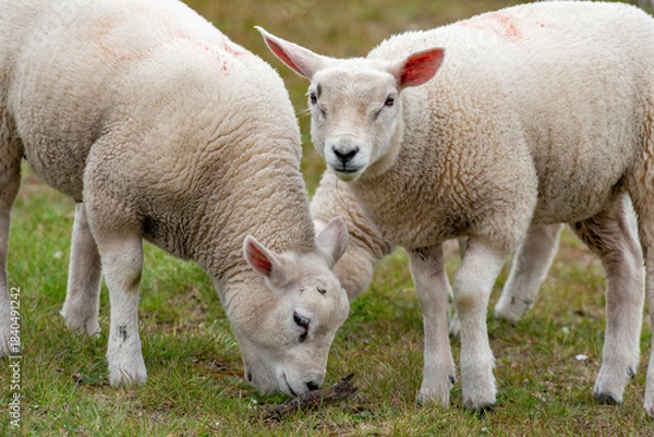 Obraz Sheep in the meadow on a dike on Texel.
An island in the north of the Netherlands.