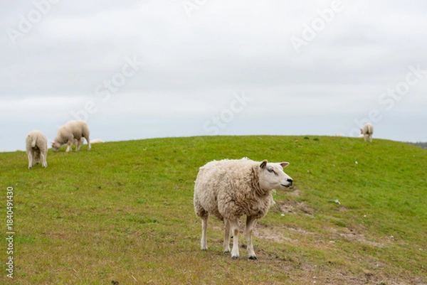 Obraz Sheep in the meadow on a dike on Texel.
An island in the north of the Netherlands.