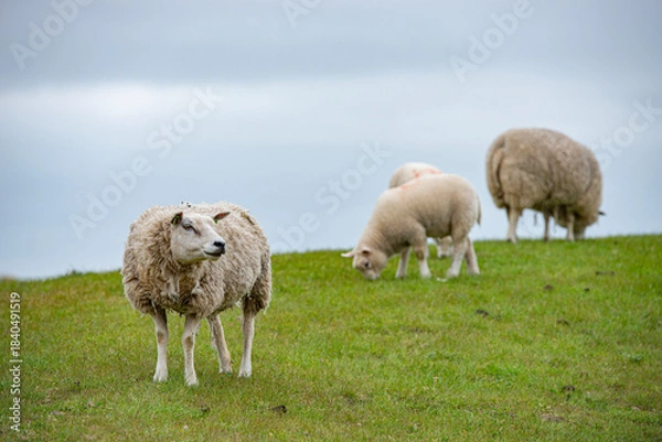Obraz Sheep in the meadow on a dike on Texel.
An island in the north of the Netherlands.