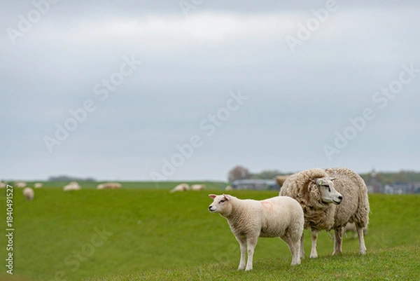 Obraz Sheep in the meadow on a dike on Texel.
An island in the north of the Netherlands.