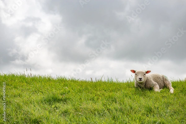 Obraz Sheep in the meadow on a dike on Texel.
An island in the north of the Netherlands.