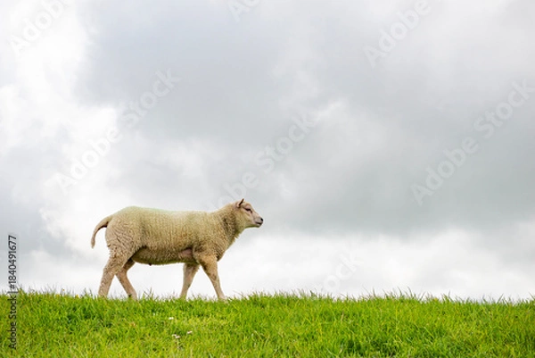 Obraz Sheep in the meadow on a dike on Texel.
An island in the north of the Netherlands.