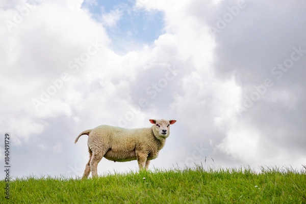 Obraz Sheep in the meadow on a dike on Texel.
An island in the north of the Netherlands.