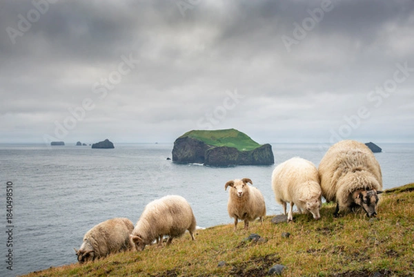 Obraz Sheep on a meadow in the hills of the Westman Islands in Iceland.