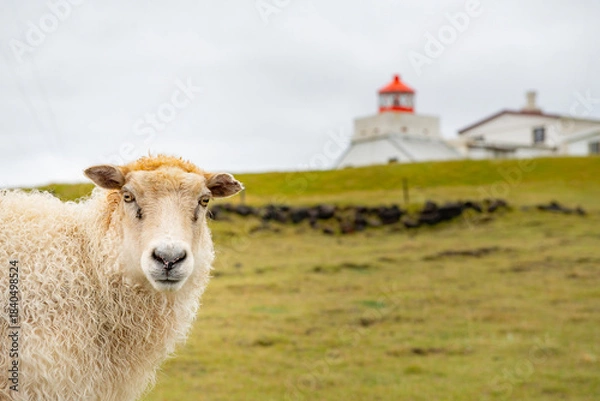 Obraz Sheep on a meadow in the hills of the Westman Islands in Iceland.