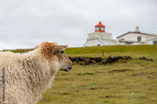 Obraz Sheep on a meadow in the hills of the Westman Islands in Iceland.