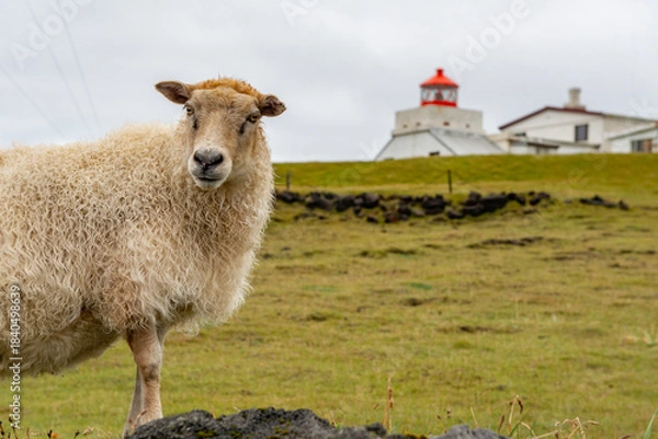 Obraz Sheep on a meadow in the hills of the Westman Islands in Iceland.
