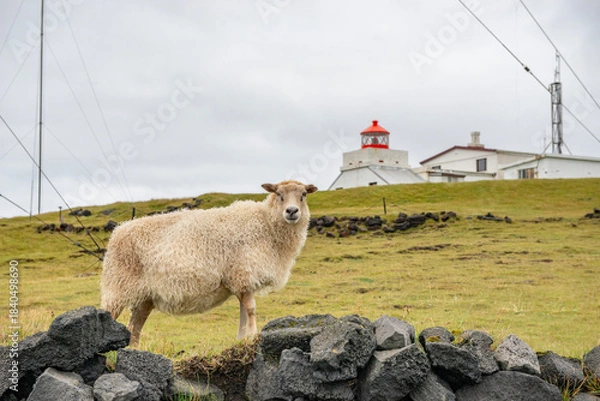 Obraz Sheep on a meadow in the hills of the Westman Islands in Iceland.
