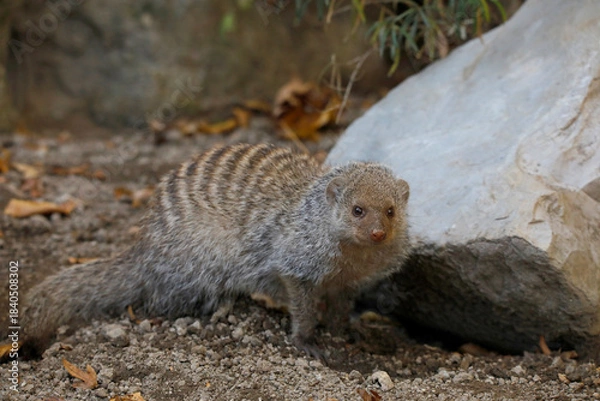 Obraz Zebramanguste (Mungos mungo) Raubtier in Landschaft