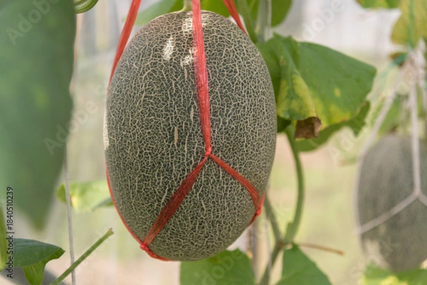 Fototapeta Fresh green melon in greenhouse