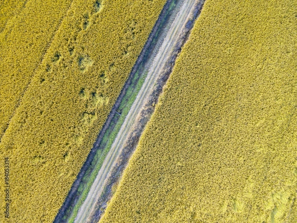 Obraz Mature paddy fields