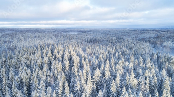Fototapeta aerial view of beautiful winter forest