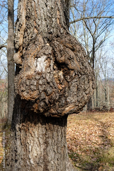Obraz Burl growth on diseased tree trunk