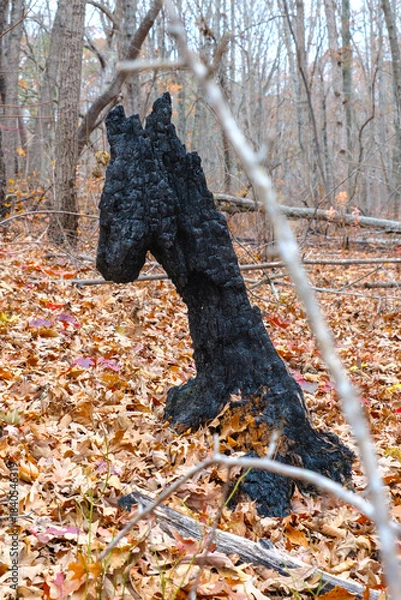Obraz A piece of charred wood in a forest in the shape of a horse head