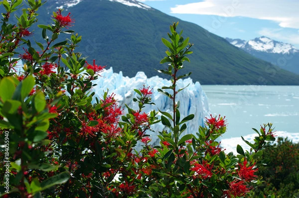 Obraz Fleurs rouges devant le Perito Moreno