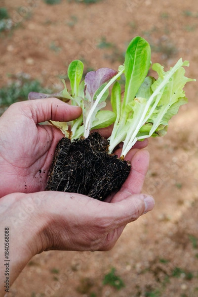 Obraz a man holds several small lettuce seedlings