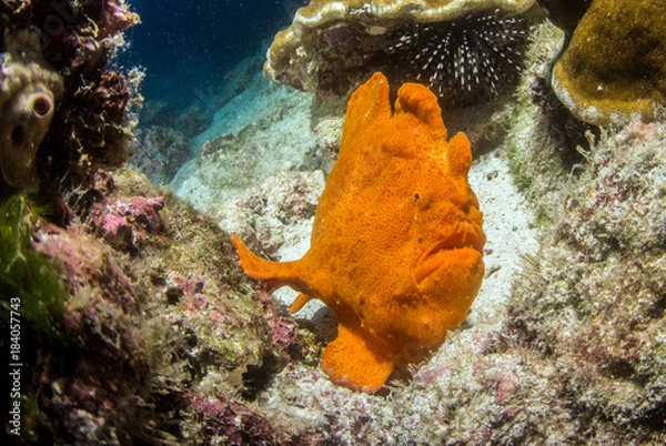 Obraz Frog fish at Isla de Coco