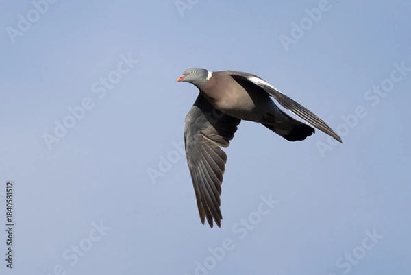 Obraz wood pigeon