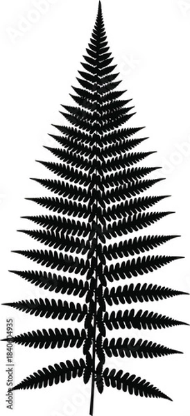 Obraz Fern Leaf Silhouette Botanical Nature Vector
