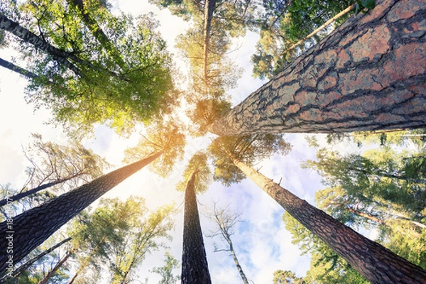 Fototapeta green forest in spring
