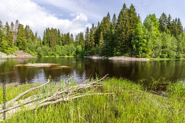 Fototapeta Lake surrounded by trees and grass