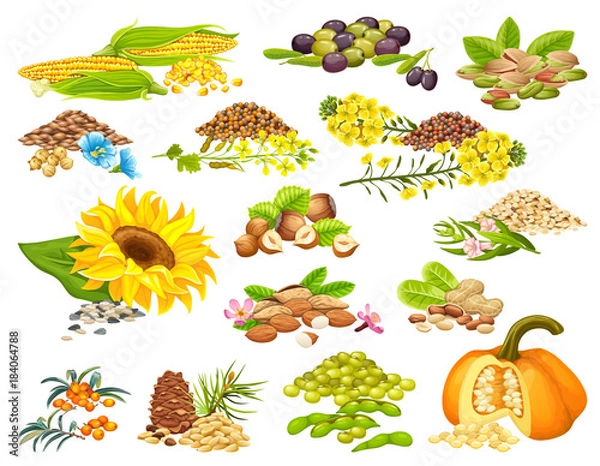 Fototapeta Collection set diet of nuts and seeds. Isolated vector illustration.