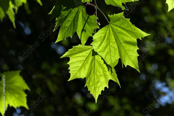 Obraz Bright Green sycamore Leaves in Sunlight Against Dark Background for Nature, Travel, and Stock Imaging