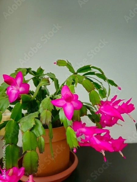 Obraz  Euphorbia milii. Christmas cactus in a pot isolated against. 