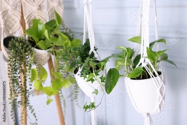 Obraz Different potted houseplants hanging from rack indoors, closeup