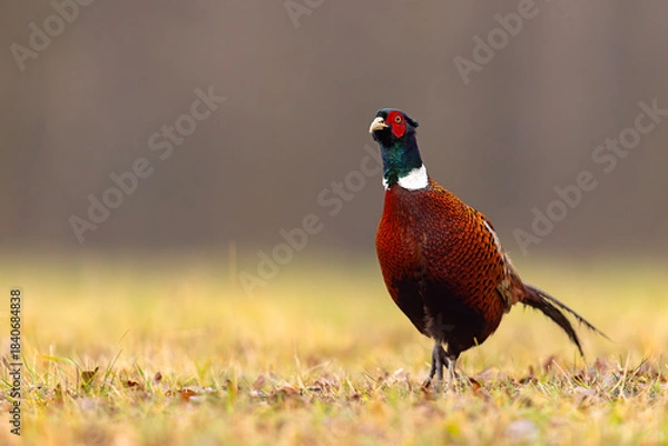 Fototapeta Bażant (Phasianus colchicus)