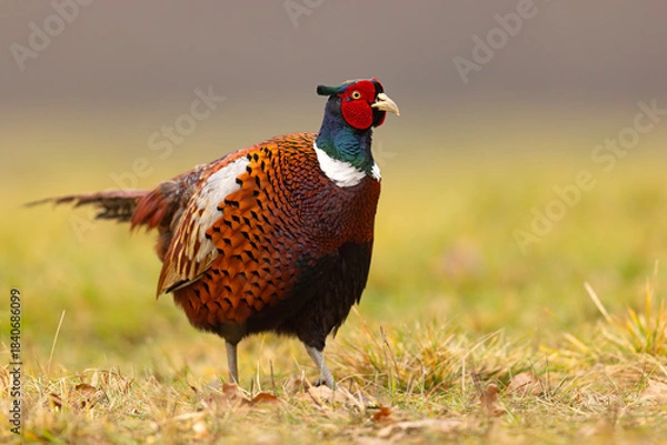 Fototapeta Bażant (Phasianus colchicus)