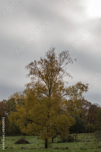 Obraz l'automne arrive 