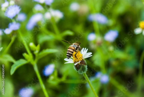 Obraz bee insects bug flower