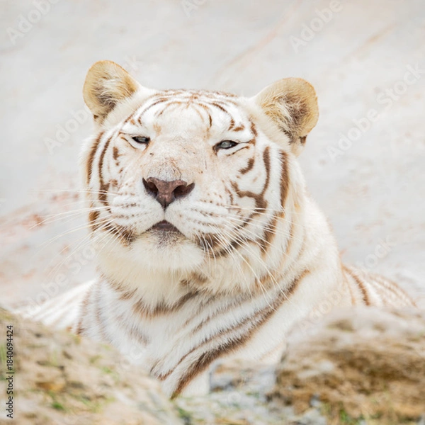 Obraz White tiger in a sanctuary