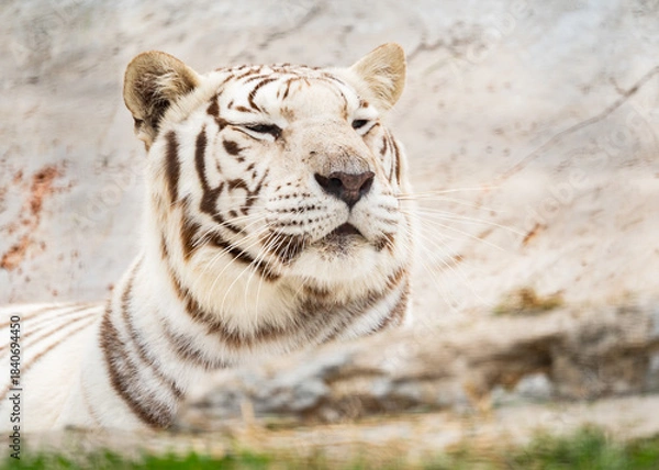 Obraz White tiger in a sanctuary
