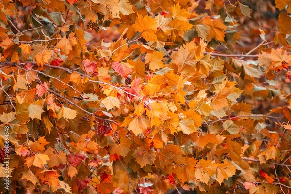 Obraz autumn leaves background