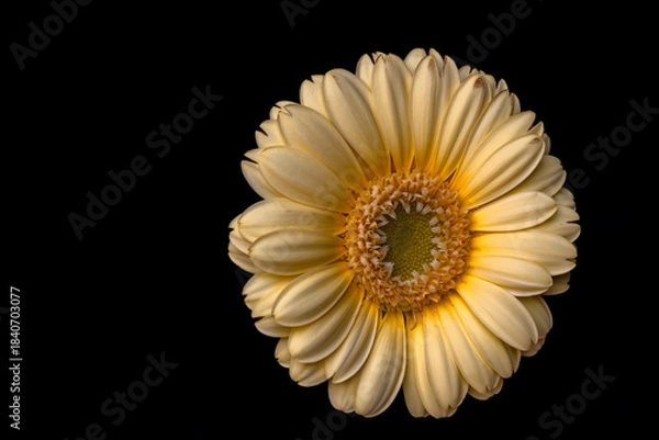 Fototapeta yellow gerber daisy