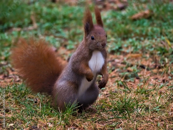 Obraz squirrel in the park